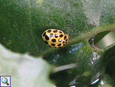 Zweiundzwanzigpunkt-Marienkäfer (22-spot Ladybird, Psyllobora vigintiduopunctata)