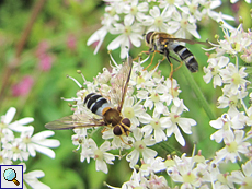 Blaue Breitbandschwebfliegen (Leucozona glaucia)