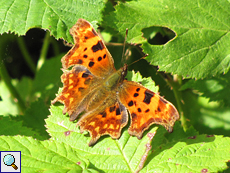 C-Falter (Comma, Polygonia c-album)