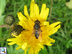 Garten-Keilfleckschwebfliege (Eristalis lineata)