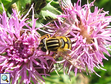 Große Sumpfschwebfliege (European Hoverfly, Helophilus pendulus)