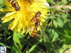 Hainschwebfliege (Marmalade Hoverfly, Episyrphus balteatus)