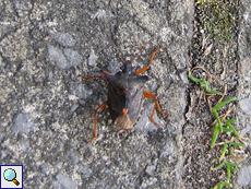 Rotbeinige Baumwanze (Red-legged Shieldbug, Pentatoma rufipes)