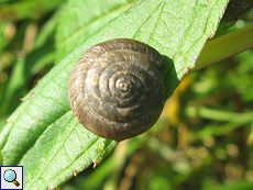 Wahrscheinlich Trochulus sp.