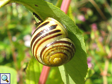 Garten-Bänderschnecke (White-lipped Snail, Cepaea hortensis)