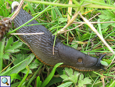 Schwarze Wegschnecke (Black Slug, Arion ater)