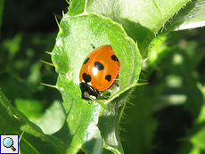 Siebenpunkt-Marienkäfer (Seven-spot Ladybird, Coccinella septempunctata)