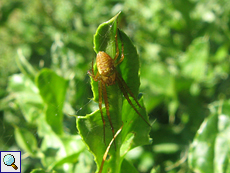 Herbstspinne (Common Orb-weaver, Metellina segmentata)