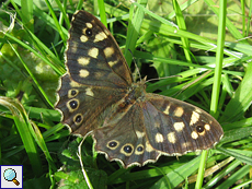 Waldbrettspiel (Speckled Wood, Pararge aegeria tircis)