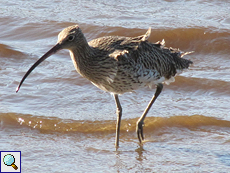 Großer Brachvogel (Western Curlew, Numenius arquata)