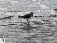 Kiebitz (Northern Lapwing, Vanellus vanellus)