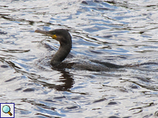 Kormoran (Great Cormorant, Phalacrocorax carbo carbo)