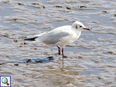 Lachmöwe (Common Black-headed Gull, Chroicocephalus ridibundus)