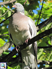 Ringeltaube (Wood Pigeon, Columba palumbus)