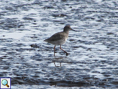 Rotschenkel (Common Redshank, Tringa totanus)