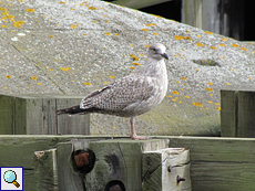 Jugendliche Silbermöwe (Herring Gull, Larus argentatus)