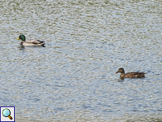 Stockenten-Paar (Mallard, Anas platyrhynchos)