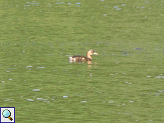 Zwergtaucher (Little Grebe, Tachybaptus ruficollis ruficollis)