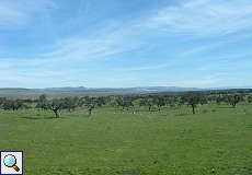 Eine 'Dehesa' genannte Kulturlandschaft