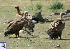 Gänsegeier (Gyps fulvus) auf einer Wiese