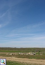 Weißstörche (Ciconia ciconia) kreisen über einer Dehesa