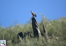 Gänsegeier (Gyps fulvus) auf einem Felsen