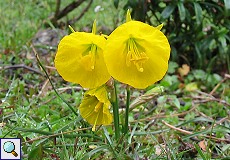 Reifrocknarzisse (Hoop-petticoat Daffodil, Narcissus bulbocodium)