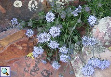 Berg-Sandglöckchen (Sheep's-bit, Jasione montana)