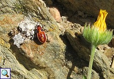 Larve der Bodenwanze Spilostethus pandurus