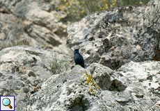 Männliche Blaumerle (Blue Rock-thrush, Monticola solitarius)