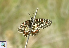 Spanischer Osterluzeifalter (Spanish Festoon, Zerynthia rumina)