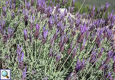 Schopflavendel (French Lavender, Lavandula stoechas)