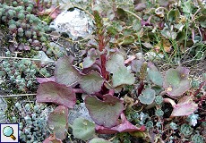 Felsen-Nabelkraut (Pennywort or Navelwort, Umbilicus rupestris)