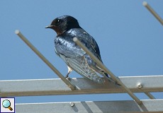 Rauchschwalbe (Barn Swallow, Hirundo rustica rustica)