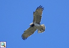 Schlangenadler (Short-toed Eagle, Circaetus gallicus)