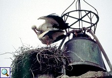 Weißstörche (Ciconia ciconia) in Cáceres