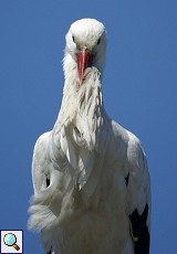 Weißstorch (Ciconia ciconia) im Sonnenlicht