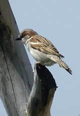 Untermieter der Weißstörche: ein Haussperling (Passer domesticus)