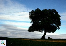 Silhouette einer Steineiche (Quercus ilex) in einer Dehesa