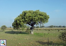 Mächtiger Baum in einer Dehesa