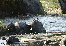 Bachstelze (Motacilla alba) am Río Almonte