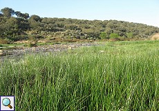 Dichte Ufervegetation am Río Almonte