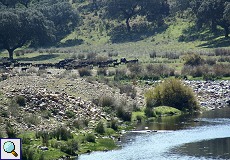Ziegenherde am Río Almonte