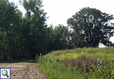 Dichte Vegetation am Zujar-Fluss in der Serena