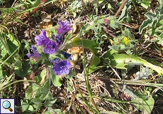 Natternkopf (Paterson's Curse, Echium plantagineum)