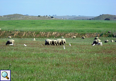 Schafe und Kuhreiher (Bubulcus ibis)