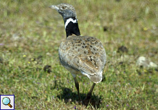 Männliche Zwergtrappe (Little Bustard, Tetrax tetrax)