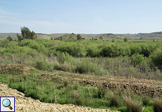 Dichte Vegetation am Zujar-Fluss in der Serena