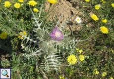 Mariendistel (Blessed Milk Thistle, Silybum marianum)