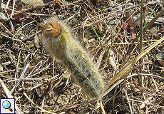 Raupe des Kleespinners (Grass Eggar, Lasiocampa trifolii)